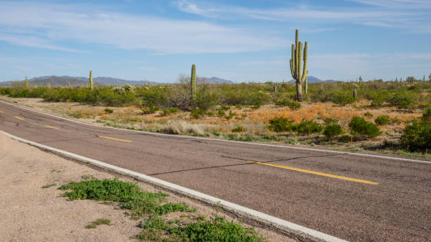 istock Saguaro Cactus Highway Landscape, Arizona 1139845042
