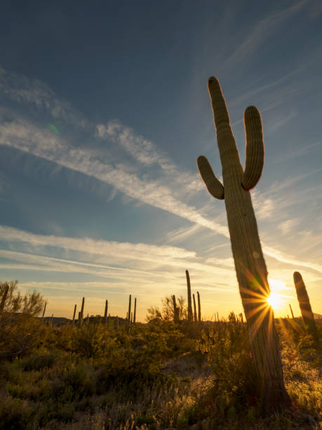 istock Saguaro Cactus Landscape Sunset, Arizona 1139846154