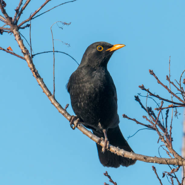 istock Blackbird male sits on a tree with young shoots 1139847051