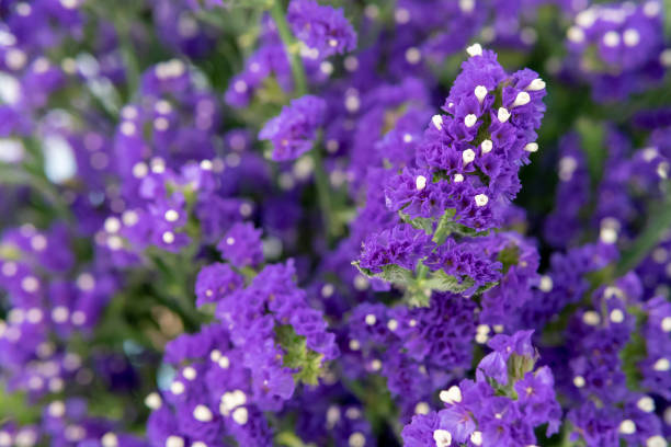 istock Purple flowers - background for greeting card. 1139847402