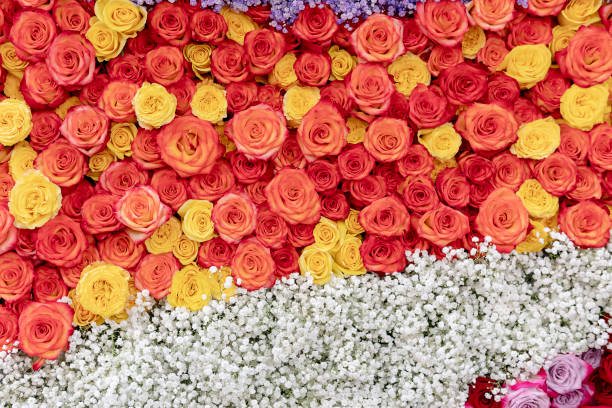 istock Yellow and orange roses - background for a greeting card. 1139847545