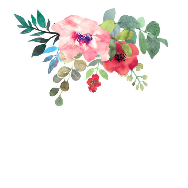 illustrazioni stock, clip art, cartoni animati e icone di tendenza di bouquet acquerello disegnato a mano su sfondo bianco. bellissimi fiori delicati nella composizione. rose. vettore - season spring rose branch