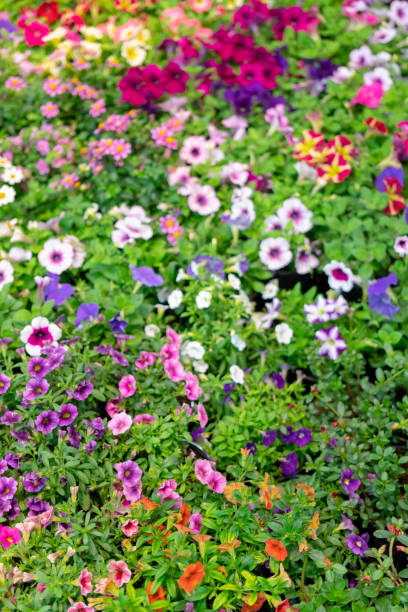 istock PETUNIA Surfinia Star White-Pink 1139848452