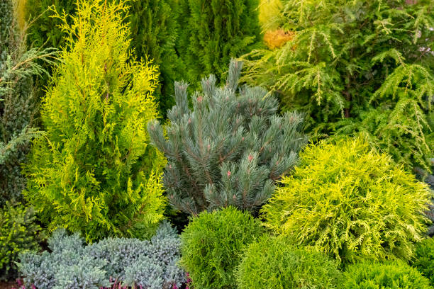 Green, coniferous ornamental plants. stock photo