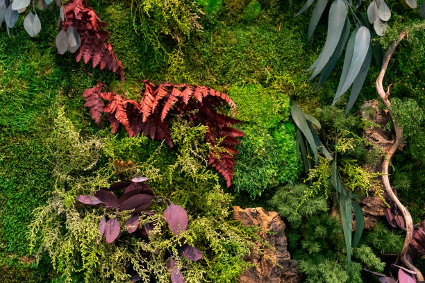 istock Green, coniferous ornamental plants. 1139848679