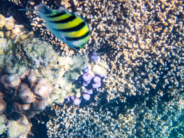 サンゴ礁 - sea life andaman sea thailand damselfish ストックフォトと画像