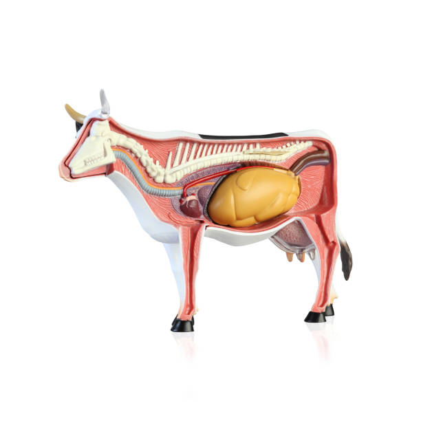 istock Anatomy of a cow 1139848936