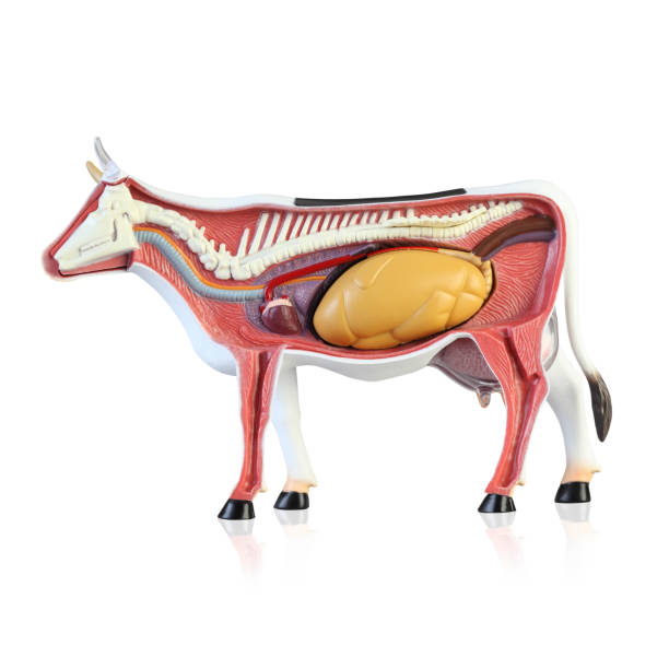 Anatomy of a cow