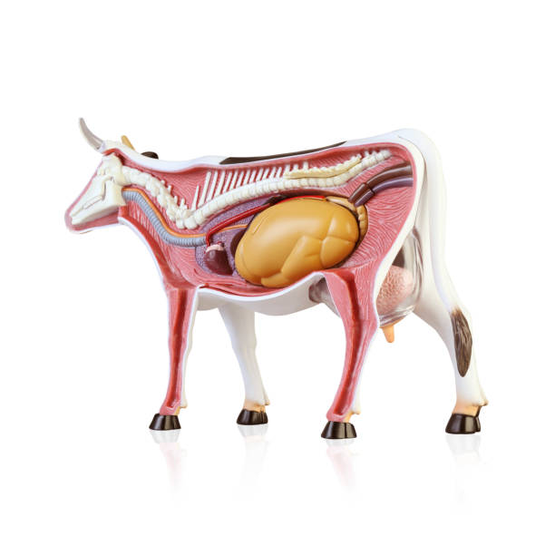 istock Anatomy of a cow 1139848948
