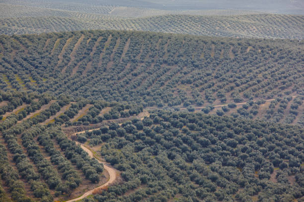 Olive Grove in Osuna, Seville Province, Andalusia, Spain
