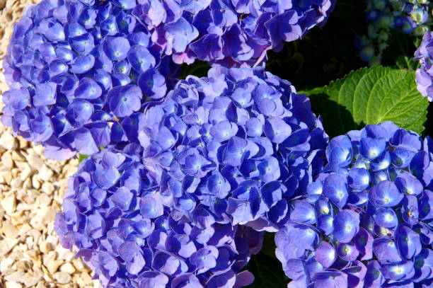 fiori di ortensia in azzurro accanto a ghiaia gialla - hydrangea gardening blue ornamental garden foto e immagini stock