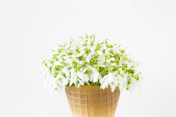 Fresh, beautiful white snowdrops in vase isolated on light gray background. First messengers of spring. Closeup. Front view.