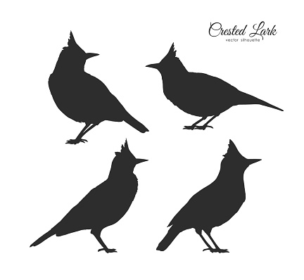 Vector illustration: Set of four Silhouette of Crested Lark. Little birds on white background