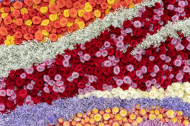 istock White, red, pink, orange, yellow roses. 1139860392