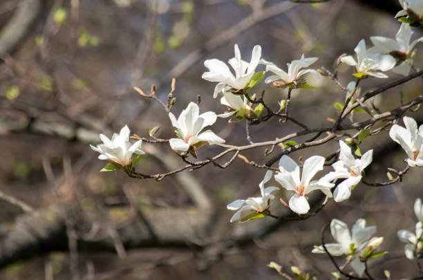 istock twig with white magnolia flowers on natural blurred background 1139860722