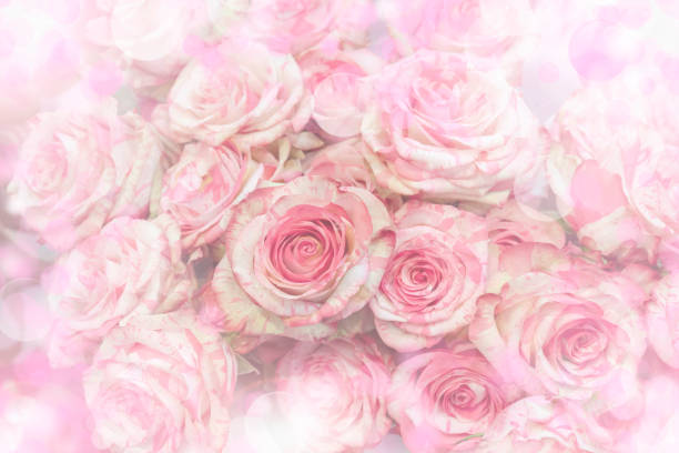 istock Beautiful pink roses - background for a greeting card. 1139865206