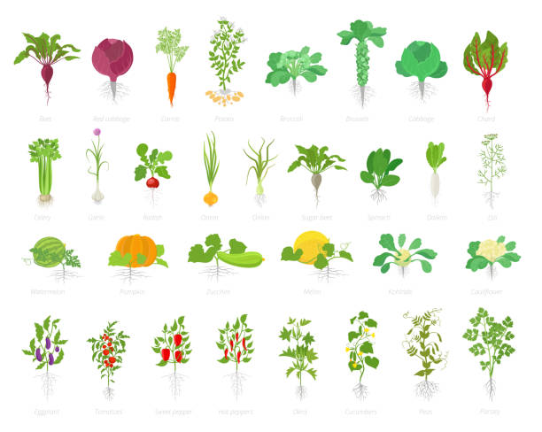 landwirtschaftliche pflanzengicon set. vector bauernhöfe. rüben kohlkarotten kartoffeln sellerie knoblauch und viele andere. beliebtes gemüse set. - squash flower stock-grafiken, -clipart, -cartoons und -symbole