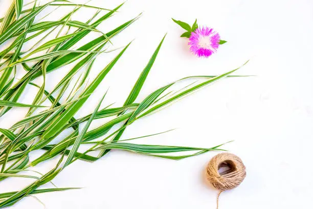 decorative grass flower cornflower and rope twine on white background with copy space, top view flat lay