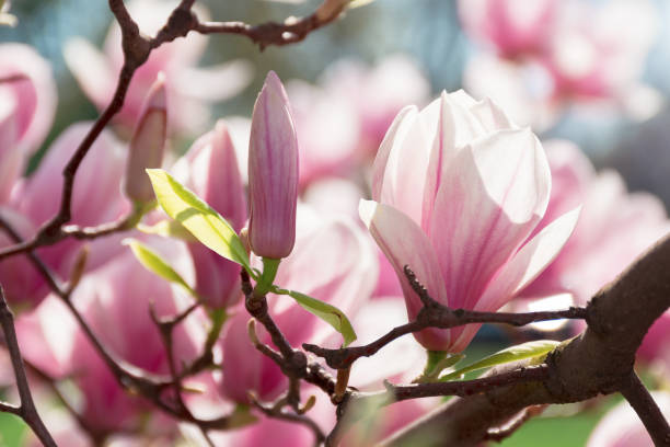 istock buds of pink magnolia blossom 1139869331