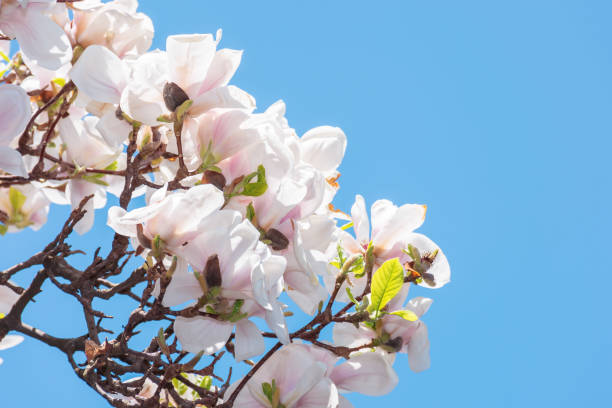 istock buds of white magnolia blossom 1139869467