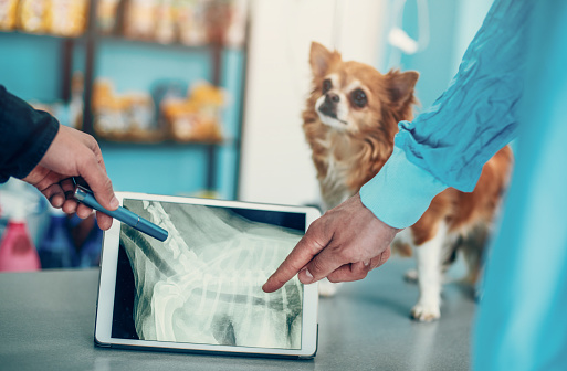 Two experienced veterinarians examining an x ray image.