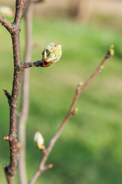 istock Twig pear with flower buds 1139869616
