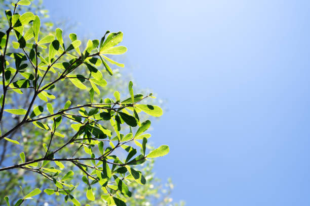 istock Leaves trees on blue sky background 1139870745
