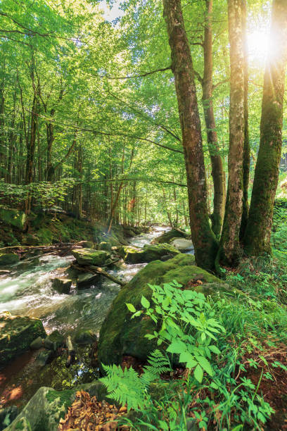 istock forest stream with rocky shore in summer 1139872155