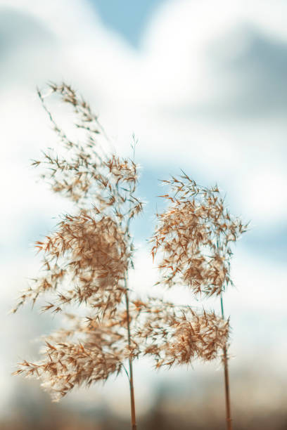 istock close up of reed 1139872561