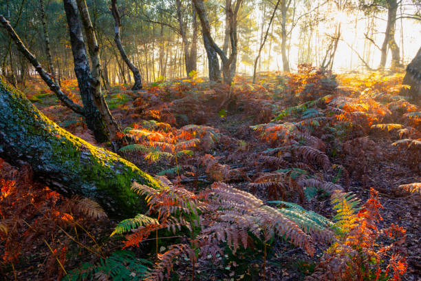 istock Sunrise In The Surrey Hills 1139872590