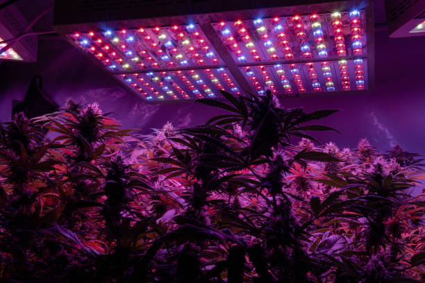 Professional Light Growing Best Grow Lights For Cannabis Stock Photo - Download Now - iStock