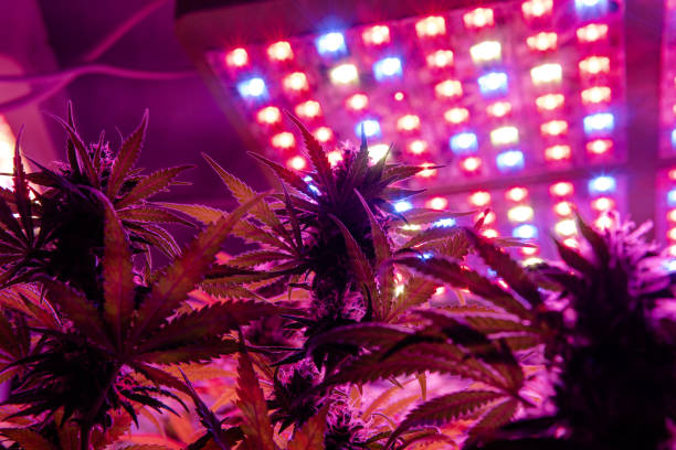 istock marijuana legalization in the wold. Marijuana distributor 1139873697