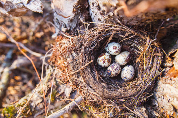 istock Nest with bird eggs in the spring forest 1139874482