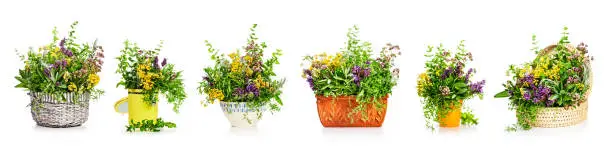 Photo of Garden herbs banner set