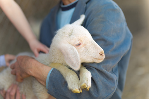 Unrecognizable man holding little lamb