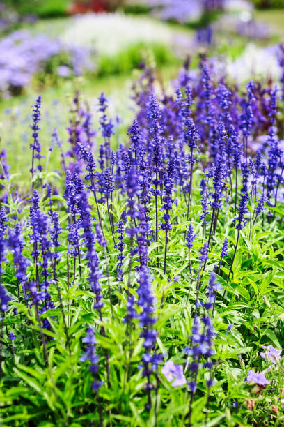istock Summer flower bed with sage flowers 1139876103