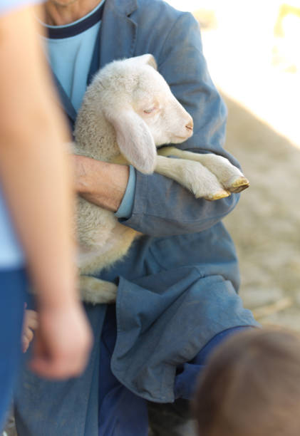 Unrecognizable man holding little lamb