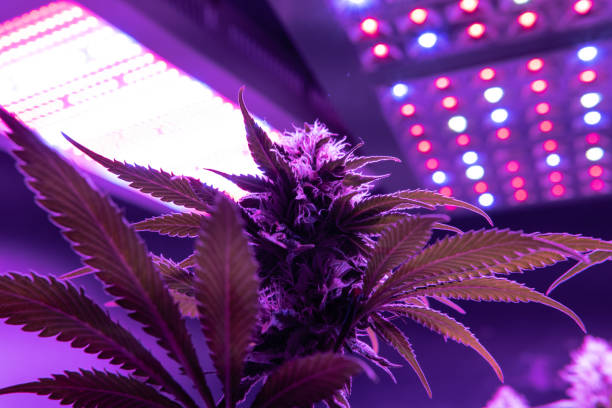 istock legal racreational marijuana with THC standart 1139877371