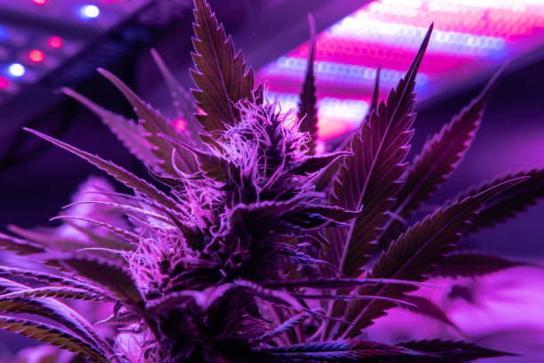 Professional light for growing. Best LED Grow Lights for Cannabis