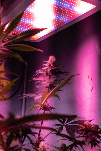 istock Best Cannabis Strains for Cancer-Related Symptoms 1139877410