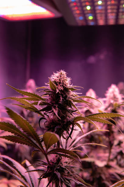 istock medical marijuana strains with high level THC CBD elements. Closeup flowering buds in details 1139877413