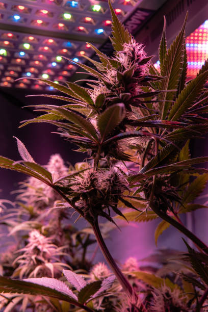 istock medical marijuana strains with high level THC CBD elements. Closeup flowering buds in details 1139877417