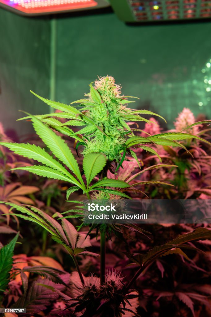 Aftensmad Føde Konvertere Professional Light For Growing Best Led Grow Lights For Cannabis Stock  Photo - Download Image Now - iStock