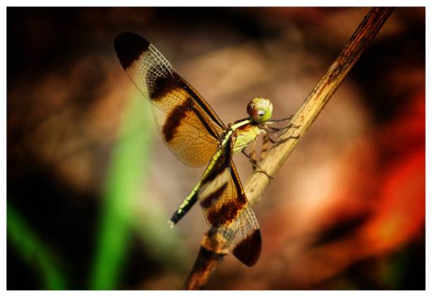 Beautiful Dragonfly Wallpaper Hd Stock Photo - Download Image Now - 4K  Resolution, Abstract, Animal - iStock