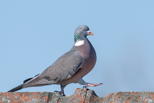 Ringdove walks over a roof ridge in front of a blue sky
