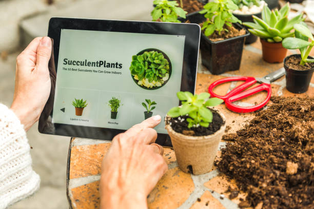 istock Holding digital tablet, looking at succulent plants online 1139879522