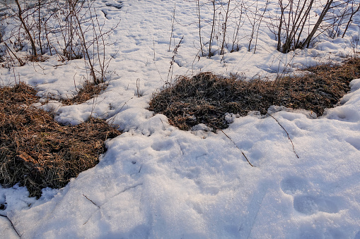 thawed patch. The melted snow exposed last yearâs autumn dried, withered foliage. spring soon. snow is melting. winter.