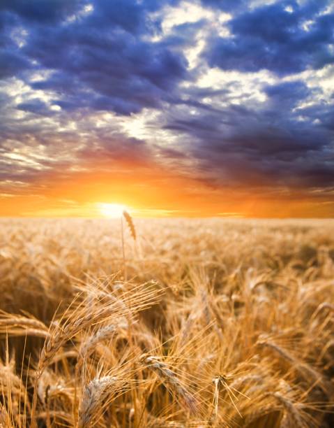summer wheat field at the sunset