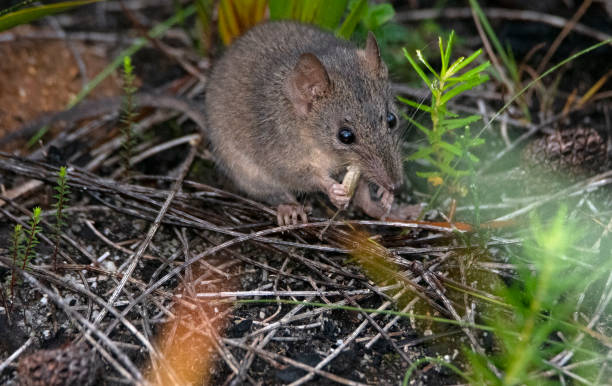 istock Sydney Wildlife 1139882574