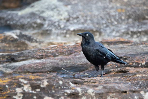 istock Sydney Wildlife 1139882578